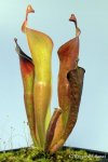 Heliamphora glabra (S. Do Sol, Guyana) - kliknij aby zobaczyć zdjęcie. Heliamphora glabra (S. Do Sol, Guyana)