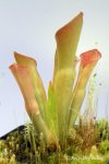 Heliamphora exappendiculata (Chimanta Tepui) - kliknij aby zobaczyć zdjęcie. Heliamphora exappendiculata (Chimanta Tepui)