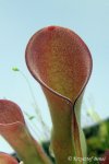 Heliamphora exappendiculata (Chimanta Tepui) - kliknij aby zobaczyć zdjęcie. Heliamphora exappendiculata (Chimanta Tepui)