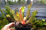 Heliamphora nutans - kliknij aby zobaczyć zdjęcie. Heliamphora nutans