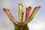 Heliamphora folliculata (Murosipan Tepui, Venezuela) - kliknij aby zobaczyć zdjęcie. Heliamphora folliculata (Murosipan Tepui, Venezuela)