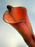 Heliamphora folliculata (Murosipan Tepui, Venezuela) - kliknij aby zobaczyć zdjęcie. Heliamphora folliculata (Murosipan Tepui, Venezuela)