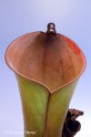Heliamphora folliculata (Murosipan Tepui, Venezuela) - kliknij aby zobaczyć zdjęcie. Heliamphora folliculata (Murosipan Tepui, Venezuela)