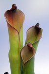 Heliamphora purpurascens (Ptari Tepui) - kliknij aby zobaczyć zdjęcie. Heliamphora purpurascens (Ptari Tepui)