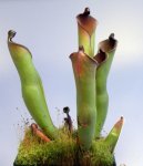Heliamphora purpurascens (Ptari Tepui) - kliknij aby zobaczyć zdjęcie. Heliamphora purpurascens (Ptari Tepui)