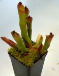 Heliamphora purpurascens (Ptari Tepui) - kliknij aby zobaczyć zdjęcie. Heliamphora purpurascens (Ptari Tepui)