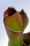 Heliamphora purpurascens (Ptari Tepui) - kliknij aby zobaczyć zdjęcie. Heliamphora purpurascens (Ptari Tepui)