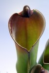 Heliamphora purpurascens (Ptari Tepui) - kliknij aby zobaczyć zdjęcie. Heliamphora purpurascens (Ptari Tepui)