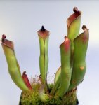 Heliamphora purpurascens (Ptari Tepui) - kliknij aby zobaczyć zdjęcie. Heliamphora purpurascens (Ptari Tepui)