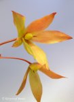 Heliamphora exappendiculata (Amuri Tepui, Venezuela) - kliknij aby zobaczyć zdjęcie. Heliamphora exappendiculata (Amuri Tepui, Venezuela)