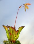 Heliamphora exappendiculata (Amuri Tepui, Venezuela) - kliknij aby zobaczyć zdjęcie. Heliamphora exappendiculata (Amuri Tepui, Venezuela)