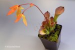 Heliamphora exappendiculata (Amuri Tepui, Venezuela) - kliknij aby zobaczyć zdjęcie. Heliamphora exappendiculata (Amuri Tepui, Venezuela)