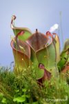 Heliamphora minor (Auyan Tepui, Venezuela) - kliknij aby zobaczyć zdjęcie. Heliamphora minor (Auyan Tepui, Venezuela)