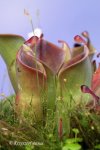 Heliamphora minor - kliknij aby zobaczyć zdjęcie. Heliamphora minor