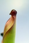 Heliamphora uncinata (Amuri Tepui) - kliknij aby zobaczyć zdjęcie. Heliamphora uncinata (Amuri Tepui)