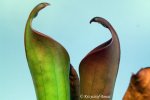 Heliamphora ceracea (Cerro Neblina, Brazil, Venezuela) - kliknij aby zobaczyć zdjęcie. Heliamphora ceracea (Cerro Neblina, Brazil, Venezuela)