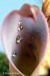Heliamphora ceracea (Cerro Neblina, Brazil, Venezuela) - kliknij aby zobaczyć zdjęcie. Heliamphora ceracea (Cerro Neblina, Brazil, Venezuela)