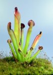 Heliamphora uncinata (Amuri Tepui) - kliknij aby zobaczyć zdjęcie. Heliamphora uncinata (Amuri Tepui)