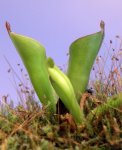 Heliamphora pulchella (Apacapa Tepui) - kliknij aby zobaczyć zdjęcie. Heliamphora pulchella (Apacapa Tepui)
