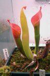 Heliamphora glabra (S. Do Sol, Guyana) - kliknij aby zobaczyć zdjęcie. Heliamphora glabra (S. Do Sol, Guyana)
