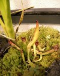 Heliamphora ionasii (Ilu Tepui) - kliknij aby zobaczyć zdjęcie. Heliamphora ionasii (Ilu Tepui)