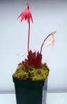 Heliamphora pulchella (Chimanta Tepui) - kliknij aby zobaczyć zdjęcie. Heliamphora pulchella (Chimanta Tepui)