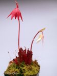 Heliamphora pulchella (Chimanta Tepui, Venezuela) - kliknij aby zobaczyć zdjęcie. Heliamphora pulchella (Chimanta Tepui, Venezuela)