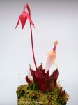 Heliamphora pulchella (Chimanta Tepui, Venezuela) - kliknij aby zobaczyć zdjęcie. Heliamphora pulchella (Chimanta Tepui, Venezuela)