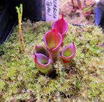 Heliamphora pulchella (Amuri Tepui, Venezuela) - kliknij aby zobaczyć zdjęcie. Heliamphora pulchella (Amuri Tepui, Venezuela)