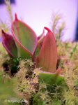 Heliamphora pulchella (Amuri Tepui, Venezuela) - kliknij aby zobaczyć zdjęcie. Heliamphora pulchella (Amuri Tepui, Venezuela)