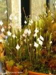 Utricularia pubescens - kliknij aby zobaczyć zdjęcie. Utricularia pubescens