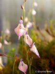 Utricularia pubescens - kliknij aby zobaczyć zdjęcie. Utricularia pubescens