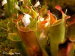 Heliamphora minor - kliknij aby zobaczyć zdjęcie. Heliamphora minor