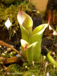 Heliamphora chimantensis (Chimanta Tepui) - kliknij aby zobaczyć zdjęcie. Heliamphora chimantensis (Chimanta Tepui)