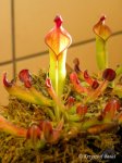 Heliamphora hybrid - kliknij aby zobaczyć zdjęcie. Heliamphora hybrid