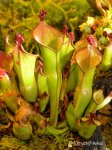 Heliamphora hybrid - kliknij aby zobaczyć zdjęcie. Heliamphora hybrid