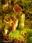 Heliamphora minor - kliknij aby zobaczyć zdjęcie. Heliamphora minor