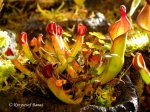 Heliamphora hybrid - kliknij aby zobaczyć zdjęcie. Heliamphora hybrid
