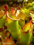 Heliamphora hybrid - kliknij aby zobaczyć zdjęcie. Heliamphora hybrid
