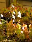 Heliamphora minor - kliknij aby zobaczyć zdjęcie. Heliamphora minor