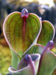 Heliamphora pulchella (Apacapa Tepui) - kliknij aby zobaczyć zdjęcie. Heliamphora pulchella (Apacapa Tepui)