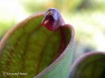 Heliamphora pulchella (Apacapa Tepui) - kliknij aby zobaczyć zdjęcie. Heliamphora pulchella (Apacapa Tepui)