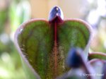 Heliamphora pulchella (Apacapa Tepui) - kliknij aby zobaczyć zdjęcie. Heliamphora pulchella (Apacapa Tepui)