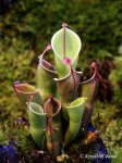 Heliamphora minor - kliknij aby zobaczyć zdjęcie. Heliamphora minor