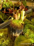Heliamphora minor - kliknij aby zobaczyć zdjęcie. Heliamphora minor