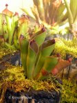 Heliamphora pulchella (Apacapa Tepui) - kliknij aby zobaczyć zdjęcie. Heliamphora pulchella (Apacapa Tepui)
