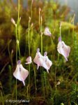 Utricularia pubescens - kliknij aby zobaczyć zdjęcie. Utricularia pubescens