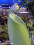 Heliamphora tatei (Cerro Duida) - kliknij aby zobaczyć zdjęcie. Heliamphora tatei (Cerro Duida)