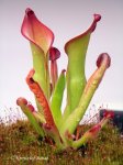 Heliamphora uncinata (Amuri Tepui, Venezuela) AW - kliknij aby zobaczyć zdjęcie. Heliamphora uncinata (Amuri Tepui, Venezuela) AW