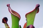 Heliamphora uncinata (Amuri Tepui, Venezuela) AW - kliknij aby zobaczyć zdjęcie. Heliamphora uncinata (Amuri Tepui, Venezuela) AW